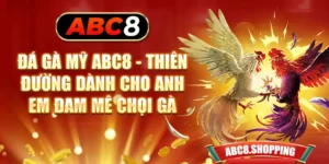 Đá Gà Mỹ ABC8 - Thiên Đường Dành Cho Anh Em Đam Mê Chọi Gà